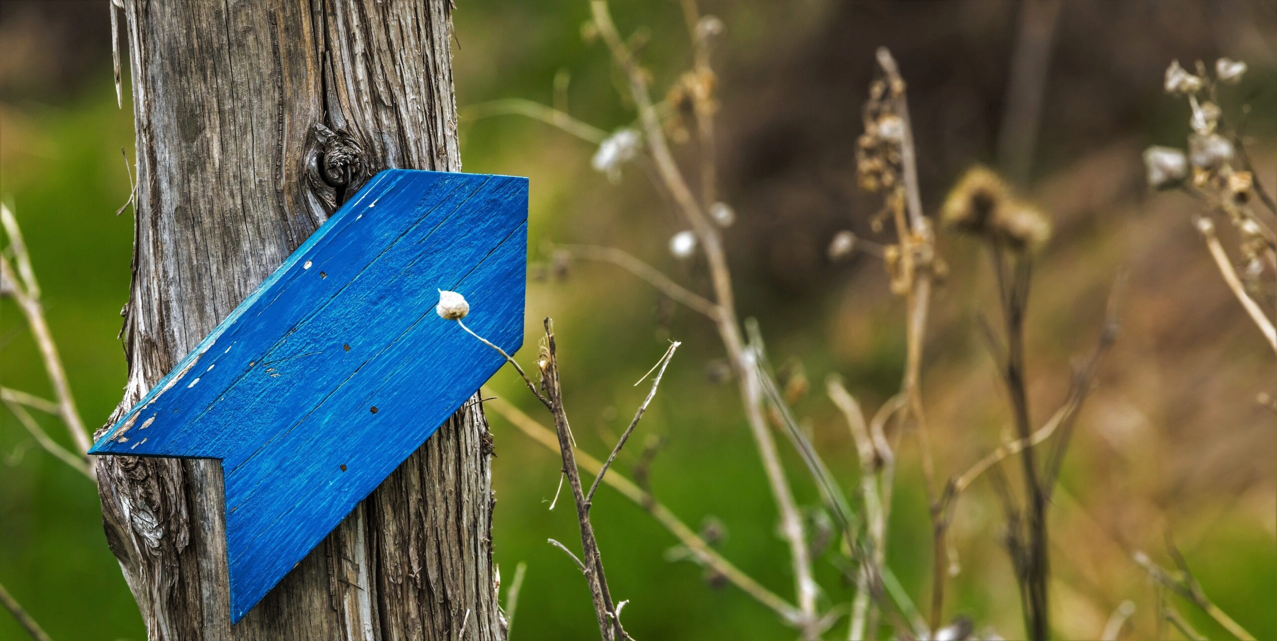 Blue wooden arrow nailed to a tree