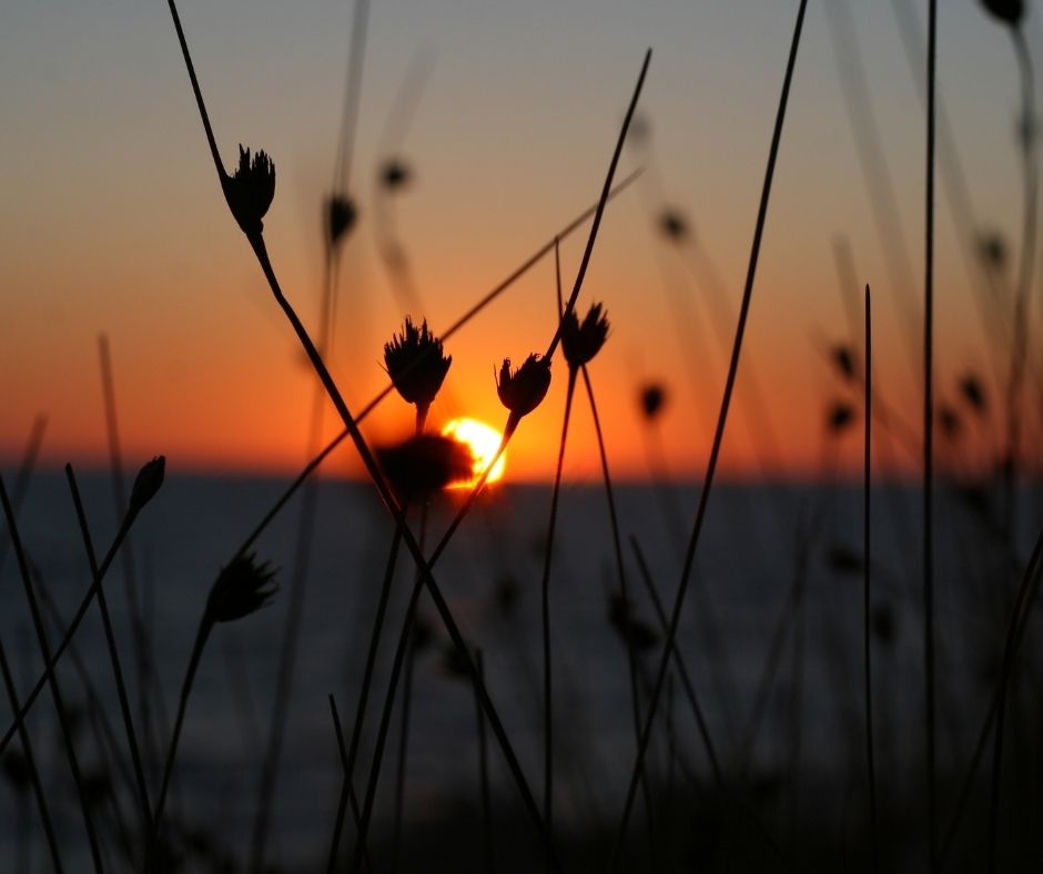 Sun setting over a grassy field